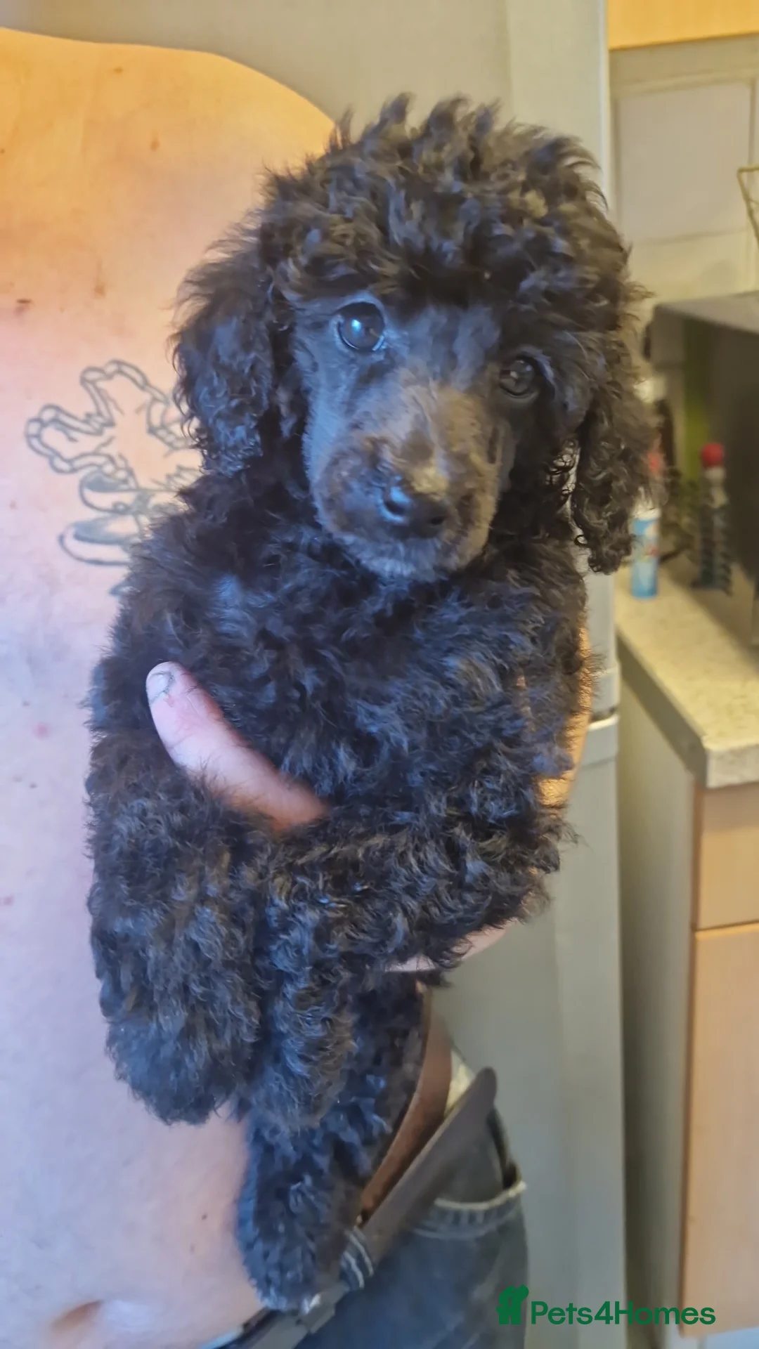 Miniature Poodle dogs for sale: Miniature poodle puppies  - Advert 5