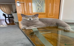 British Shorthair cats for sale: Willow – Beautiful Blue British Shorthair - Image 3