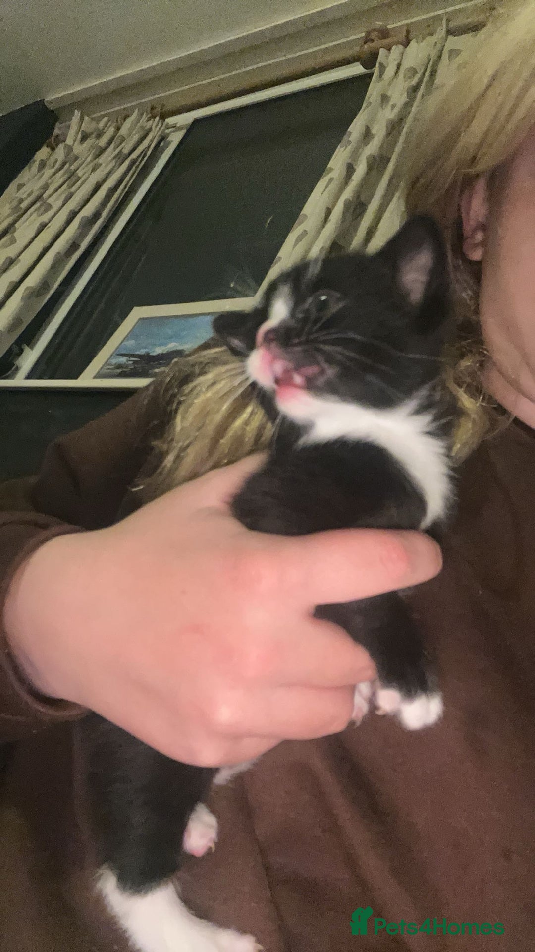 Bombay cats for sale: 4 Kittens for sale  - Image 8