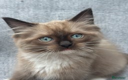 Ragdoll cats for sale: Rare European Chunky ragdolls - Image 6