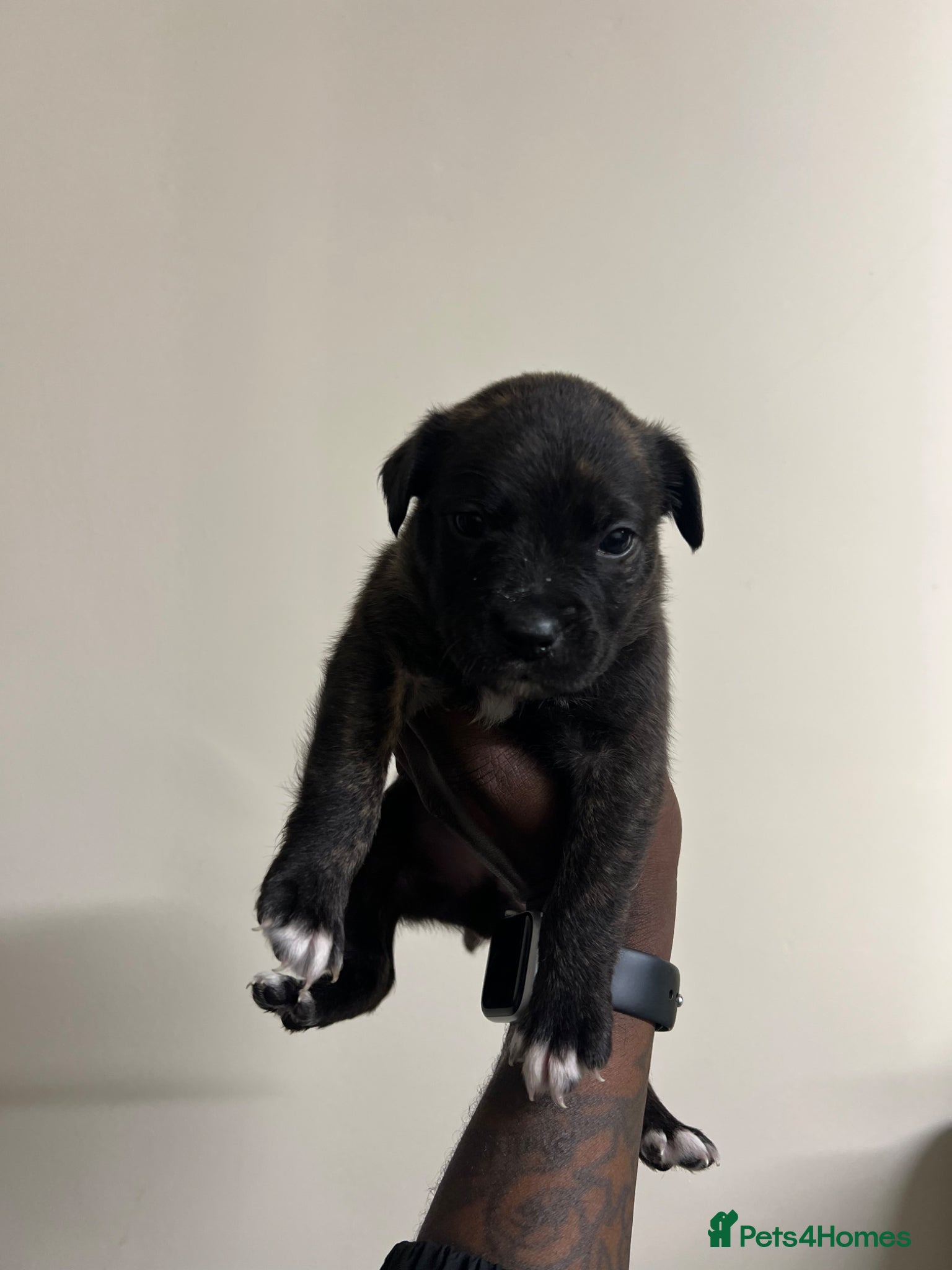 Staffordshire Bull Terrier dogs for sale: Beautiful Staffordshire Bull Terrier Mix Puppies in Manchester - Advert 21