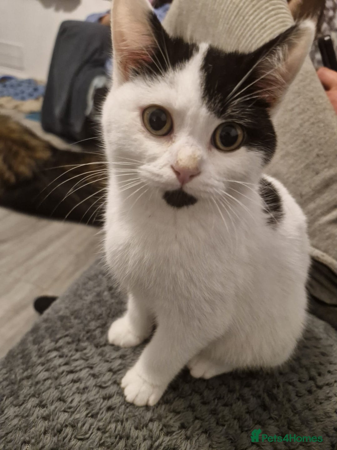 Selkirk Rex cats for sale: Tica reg  pedigree selkirk rex kittens ready now  - Advert 29