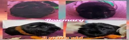 Guinea Pig rodents for sale: Smooth coat american for forever home - Advert 8