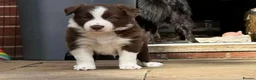 Border Collie dogs for sale: Born Curious, Raised Close to People-Border Collie in Leicester - Advert 16