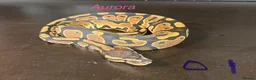 Python Snake reptiles for sale: Mixed juvinile royals - Advert 18