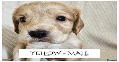 Cocker Spaniel dogs - Advert 4