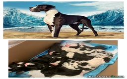 Great Dane dogs for stud: OPEN FOR STUD Stunning Apollo in Bathgate - Image 30