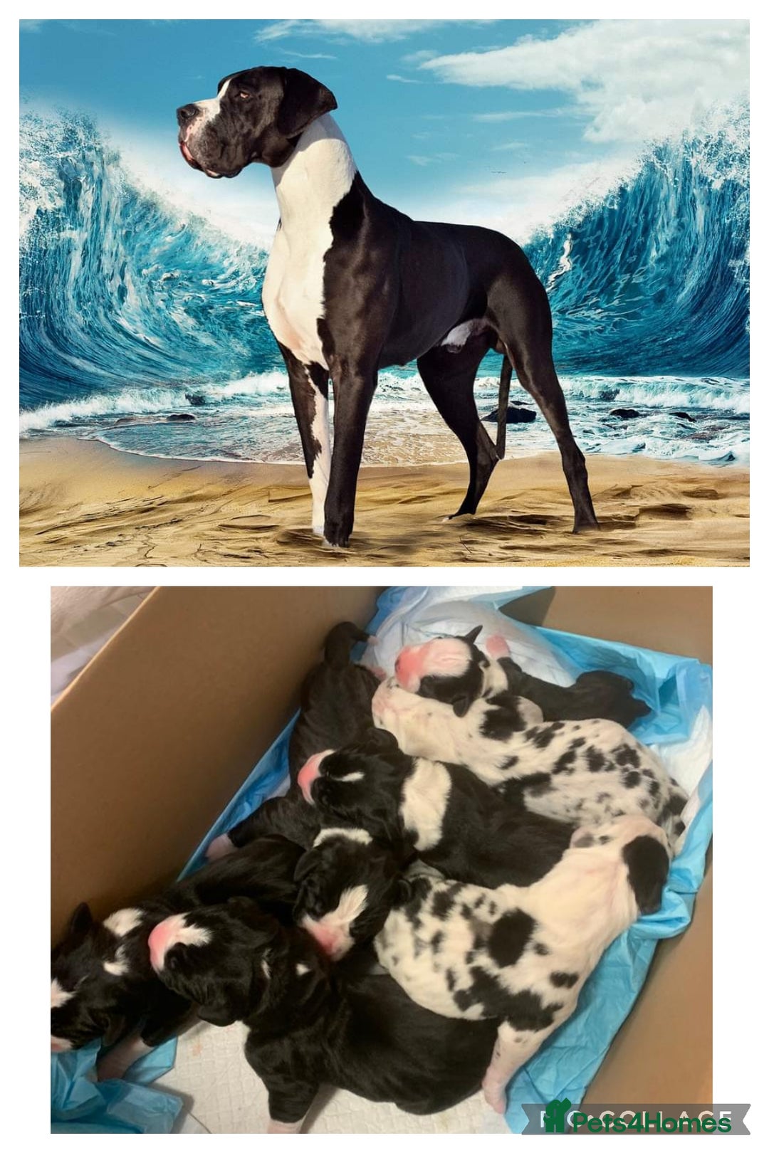 Great Dane dogs for stud: OPEN FOR STUD Stunning Apollo in Bathgate - Image 30