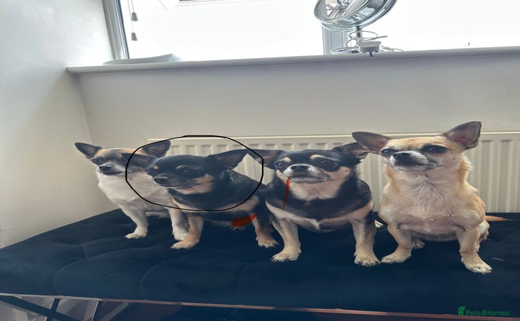 Chihuahua dogs - Advert 1
