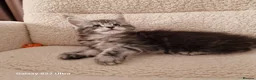 Maine Coon cats for sale: Pure Maine coon kittens - Advert 8