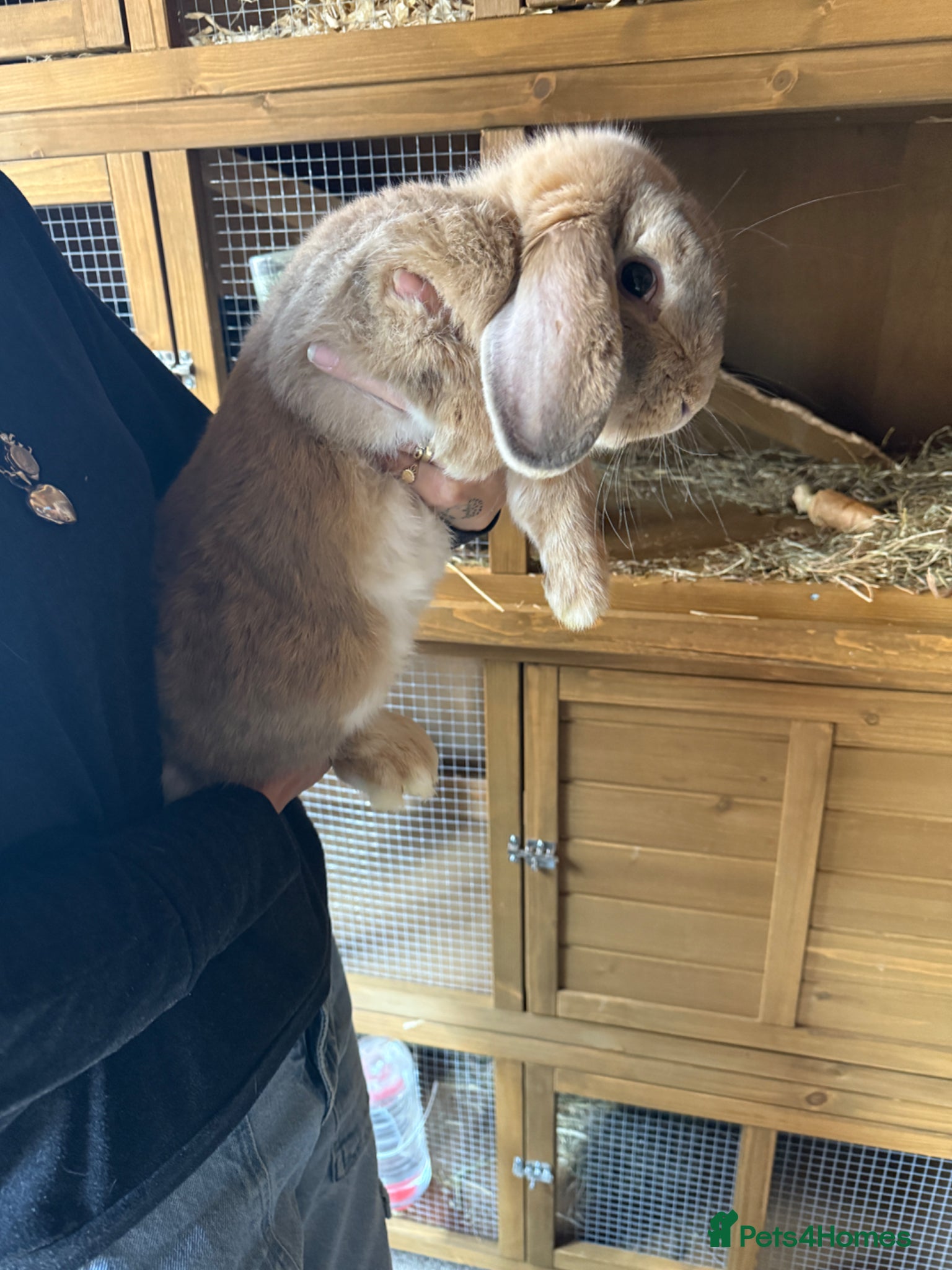 Mini Lop rabbits 9 month old buck - Advert 2