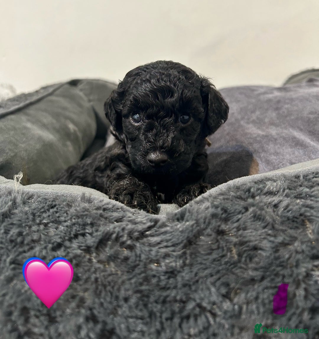 Cockapoo dogs for sale: 1💙 6🩷 F1B Cockerpoo’s  - Image 3