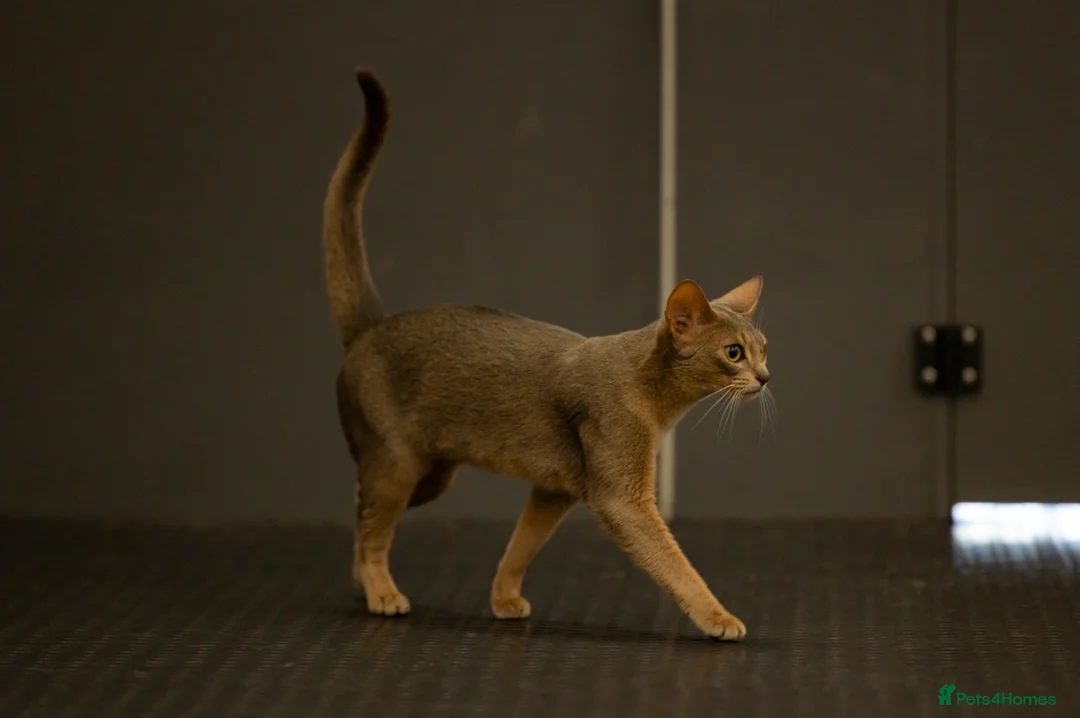 Abyssinian cats for sale: Marvellous Margot  - Advert 2