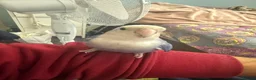 Lovebirds birds for sale: Sweet & Affectionate Female Lovebird For Sale - Advert 3