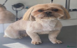 Shih Tzu dogs for sale: Karashishi half Imperial Shih Tzu Puppies 🐶 - Image 8