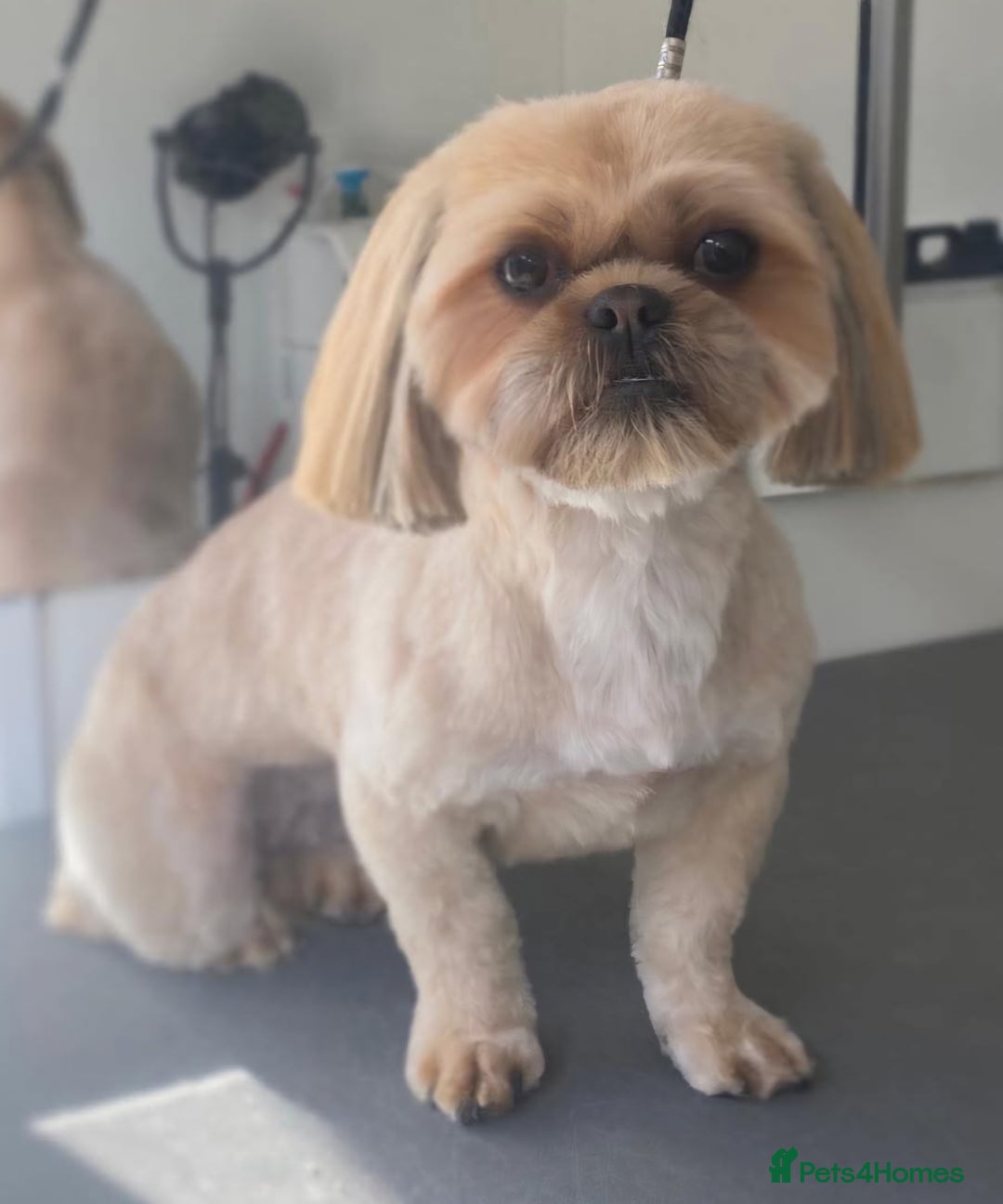 Shih Tzu dogs for sale: Karashishi half Imperial Shih Tzu Puppies 🐶 - Image 8