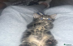 Mixed Breed cats for sale: Beautiful bengal cross kittens  - Image 7