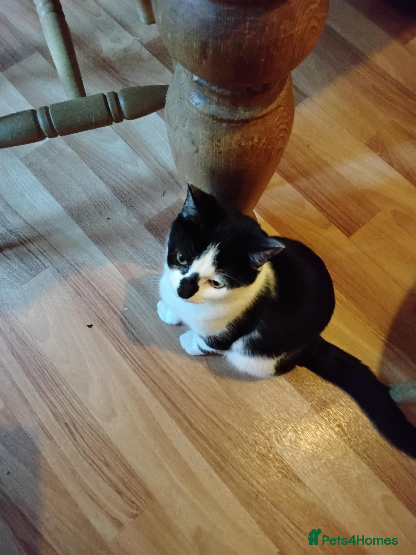 Mixed Breed cats Rescue kittens for Adoption  - Advert 8