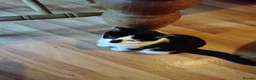 Mixed Breed cats for sale: Rescue kittens for Adoption  - Advert 3