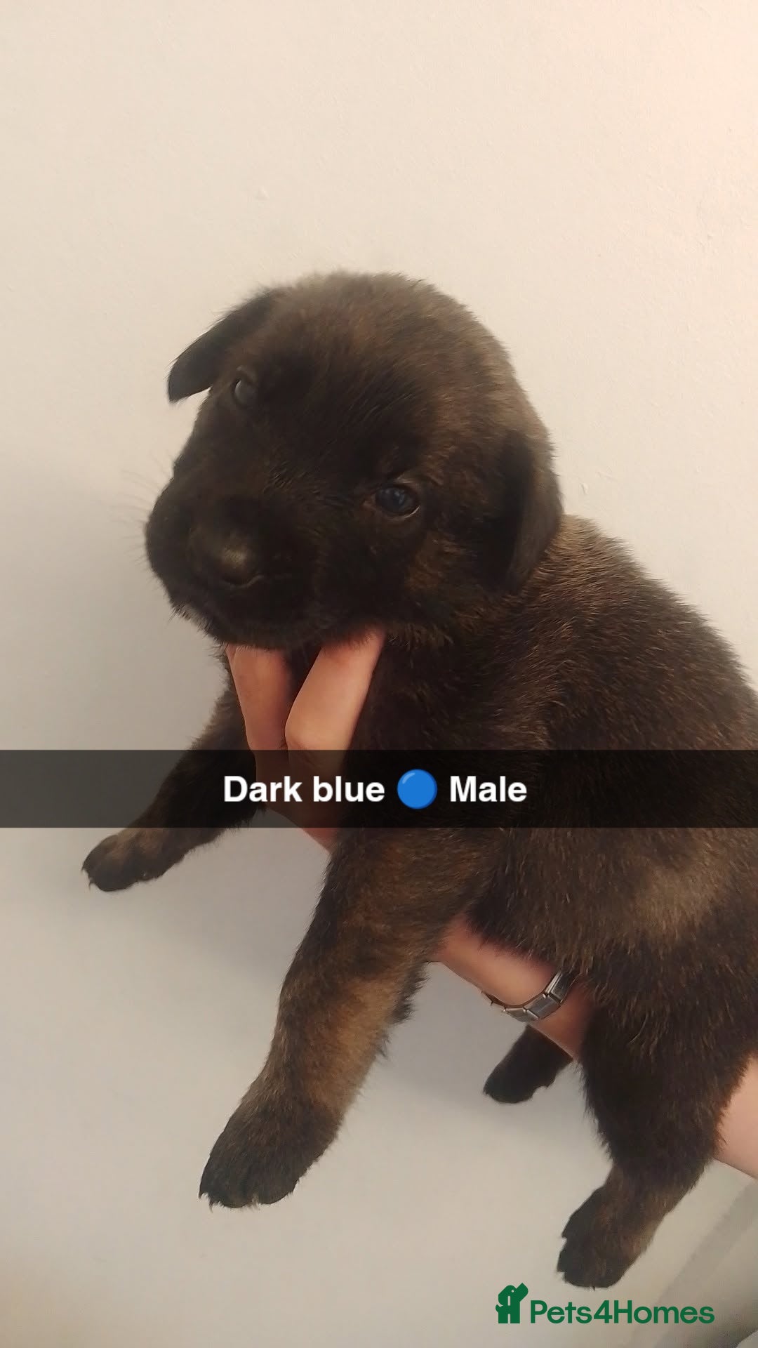 Mixed Breed dogs for sale: 9 German corso puppies  - Image 4