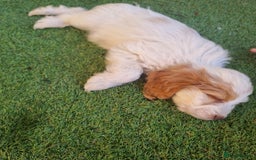 Cocker Spaniel dogs for sale: Stunning litter of cocker spaniels  - Image 13