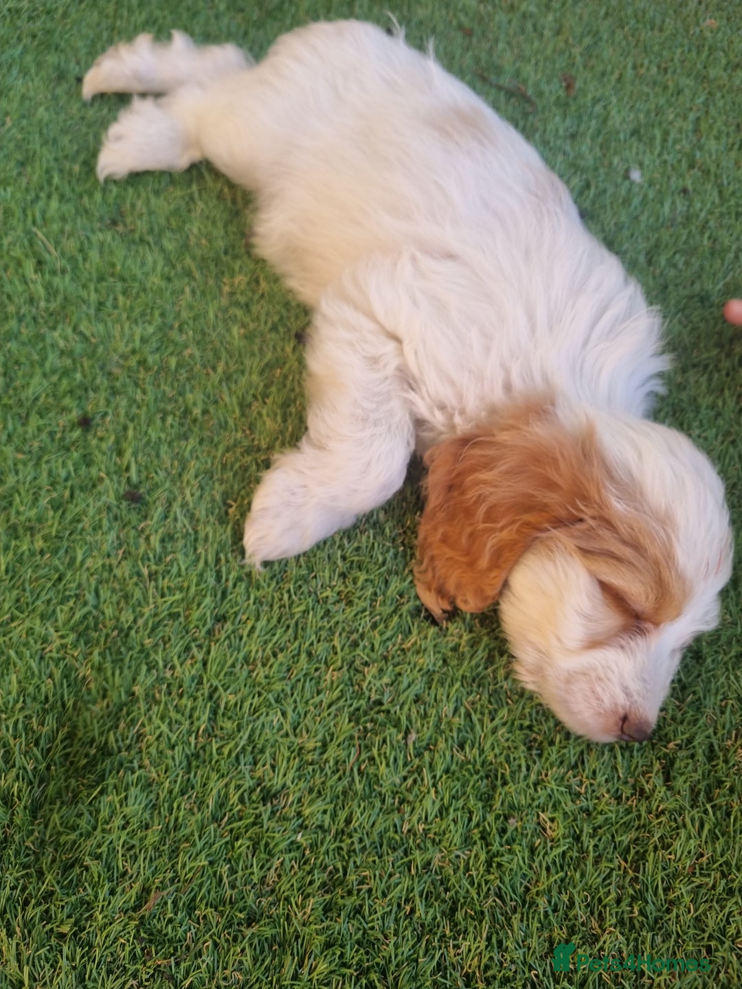 Cocker Spaniel dogs for sale: Stunning litter of cocker spaniels  - Image 13