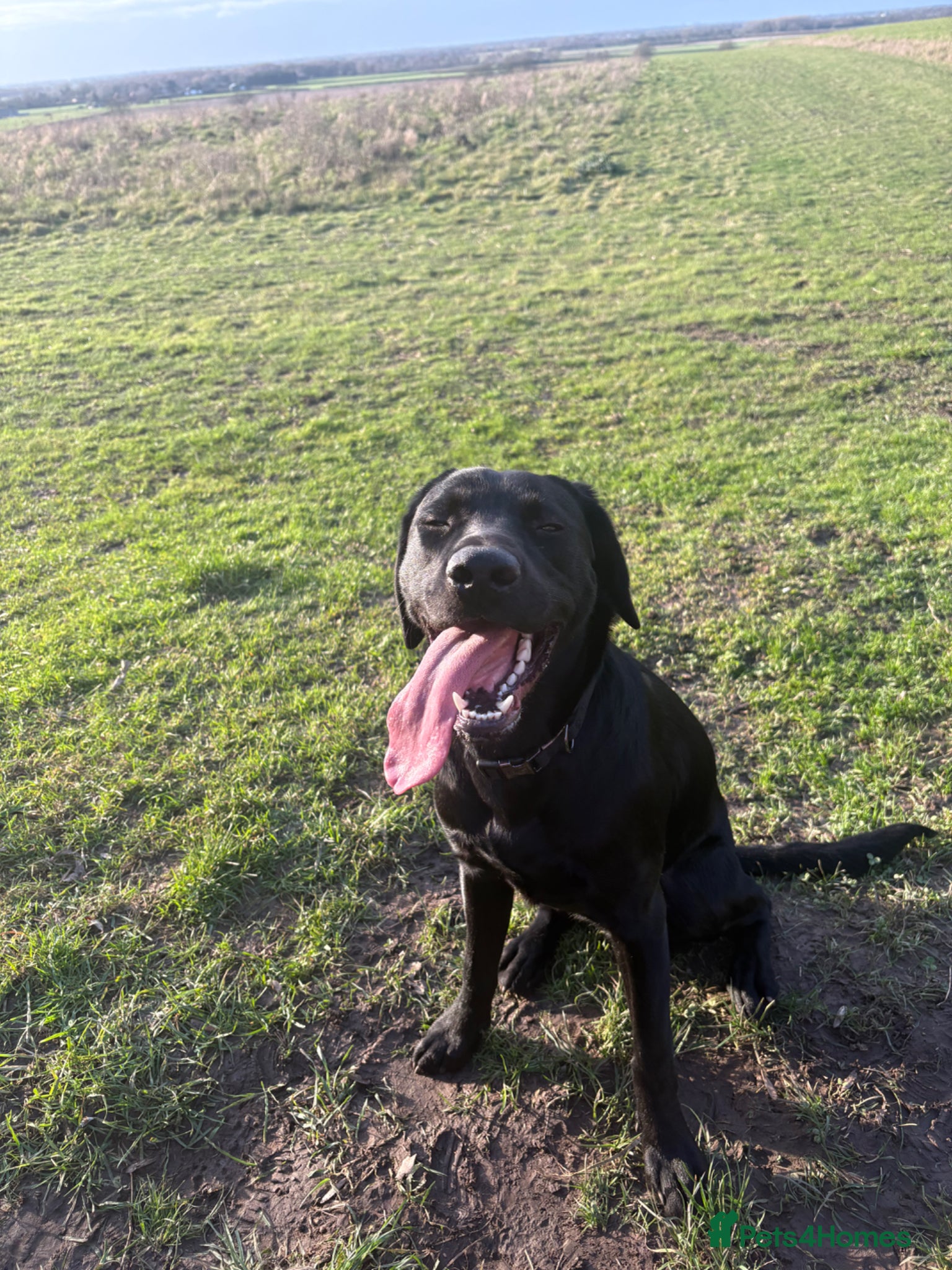 Labrador Retriever dogs 🐾 KC Registered Black Labrador Male – Enzo –  🐾 - Advert 1
