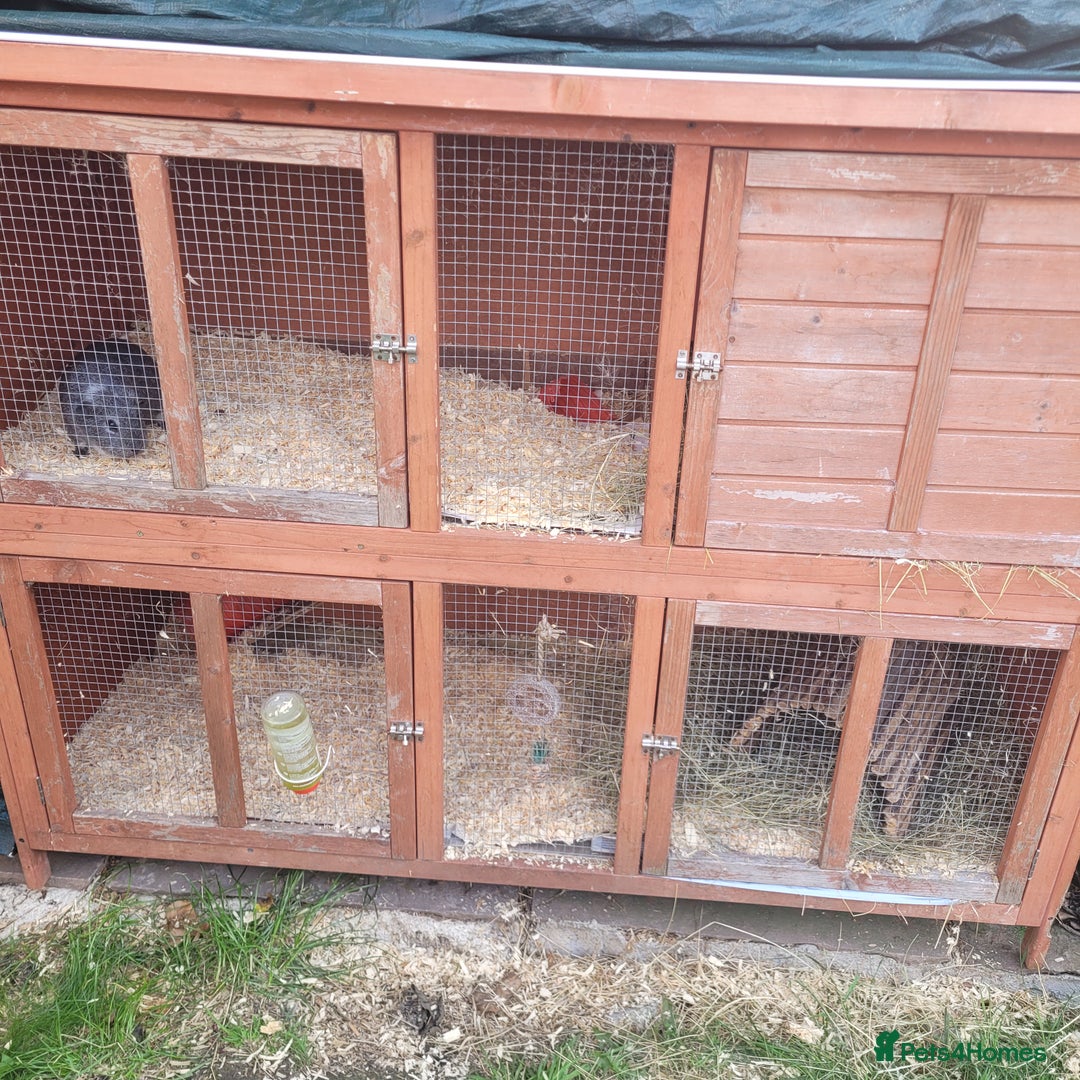 Guinea Pig rodents for sale: Male and female guinea pig - Image 4
