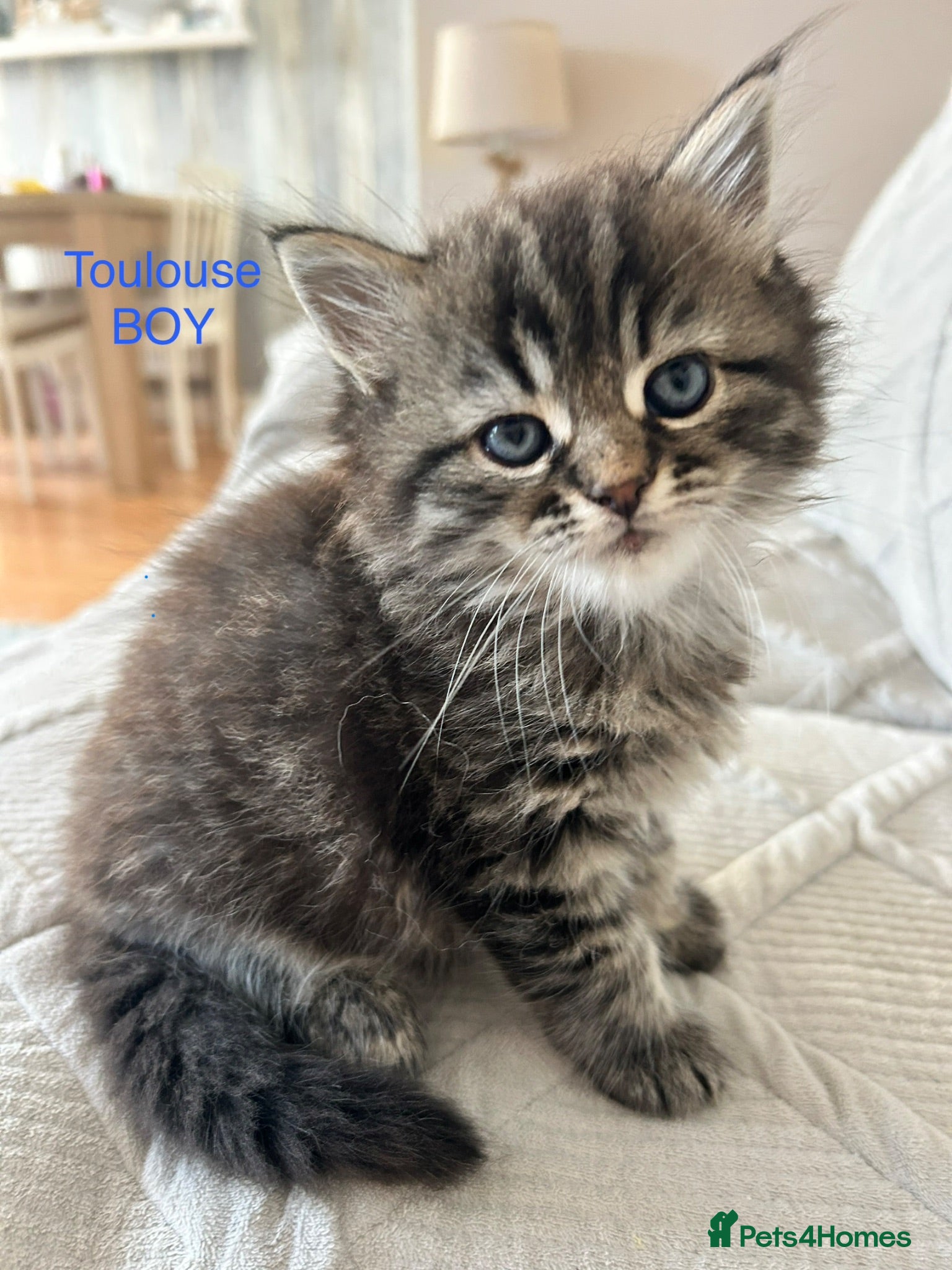 Persian cats Beautiful kittens  - Advert 4
