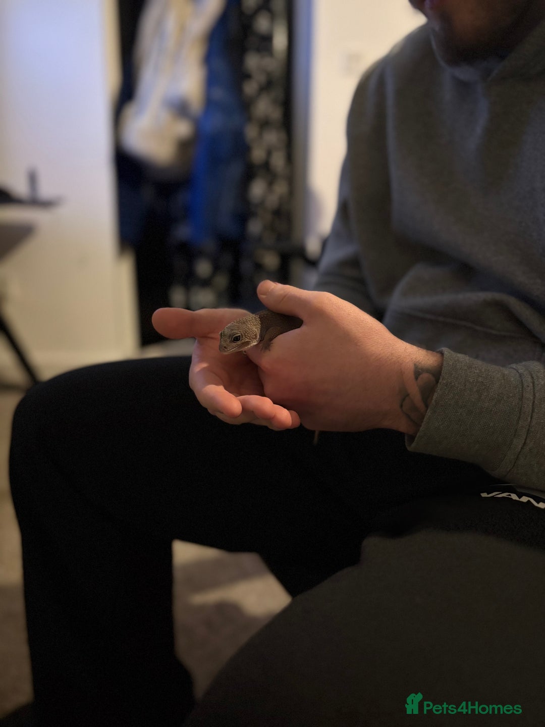 Mixed Breed invertebrates for sale: Leopard Gecko + Setup for sale  - Advert 5