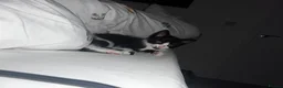 Mixed Breed cats for sale: Beautiful 3 month old tuxedo - Advert 4