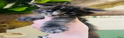 Maine Coon cats for sale: Stunning pedigree Maine coon kittens TICA - Advert 19