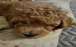 Miniature Poodle dogs for sale: Beautiful Miniature poodles  - Image 13