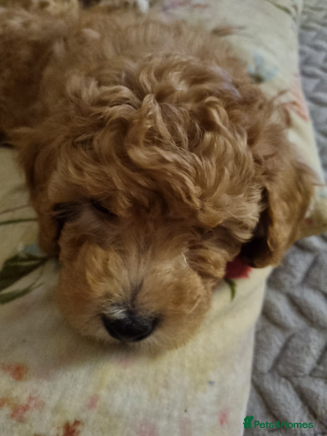 Miniature Poodle dogs for sale: Beautiful Miniature poodles  - Image 13