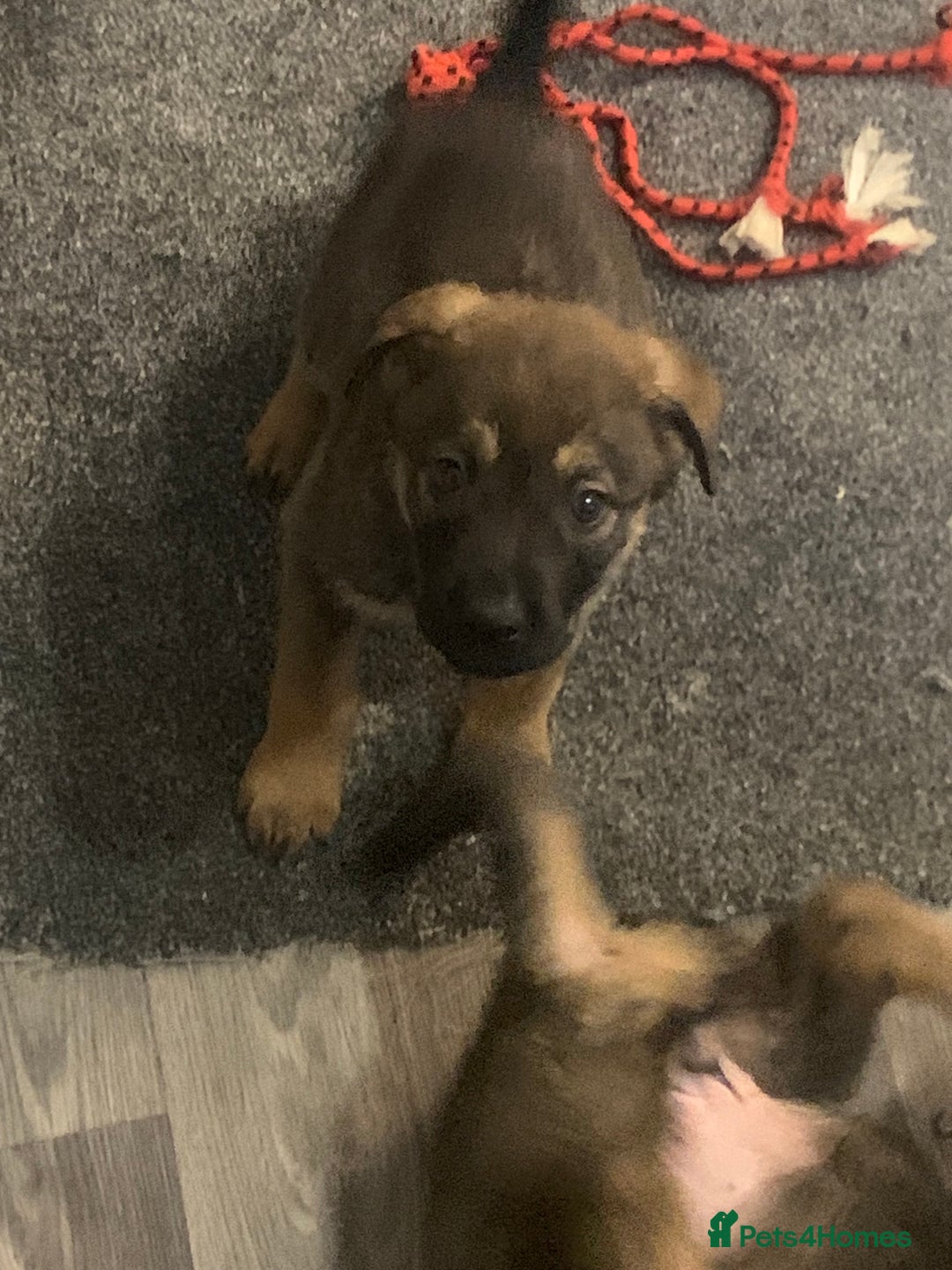 Mixed Breed dogs for sale: Mixed big family dogs  - Image 3