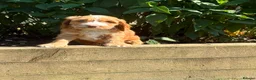 Sproodle dogs for sale: Sproodle f1b  - Advert 4