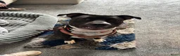 Mixed Breed dogs for sale: 1 year old female staffy cross  in Thirsk - Advert 2