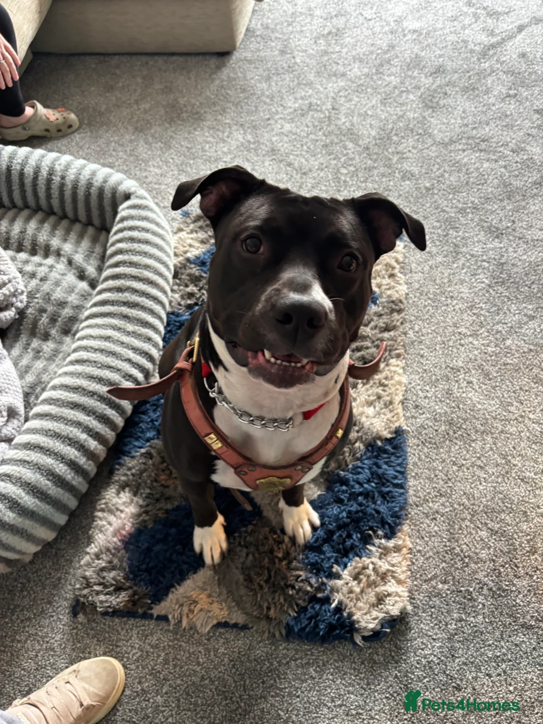 Mixed Breed dogs for sale: 1 year old female staffy cross  in Thirsk - Advert 2