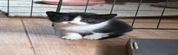 Mixed Breed cats for sale: Gorgeous Cuddley Kittens - Advert 18