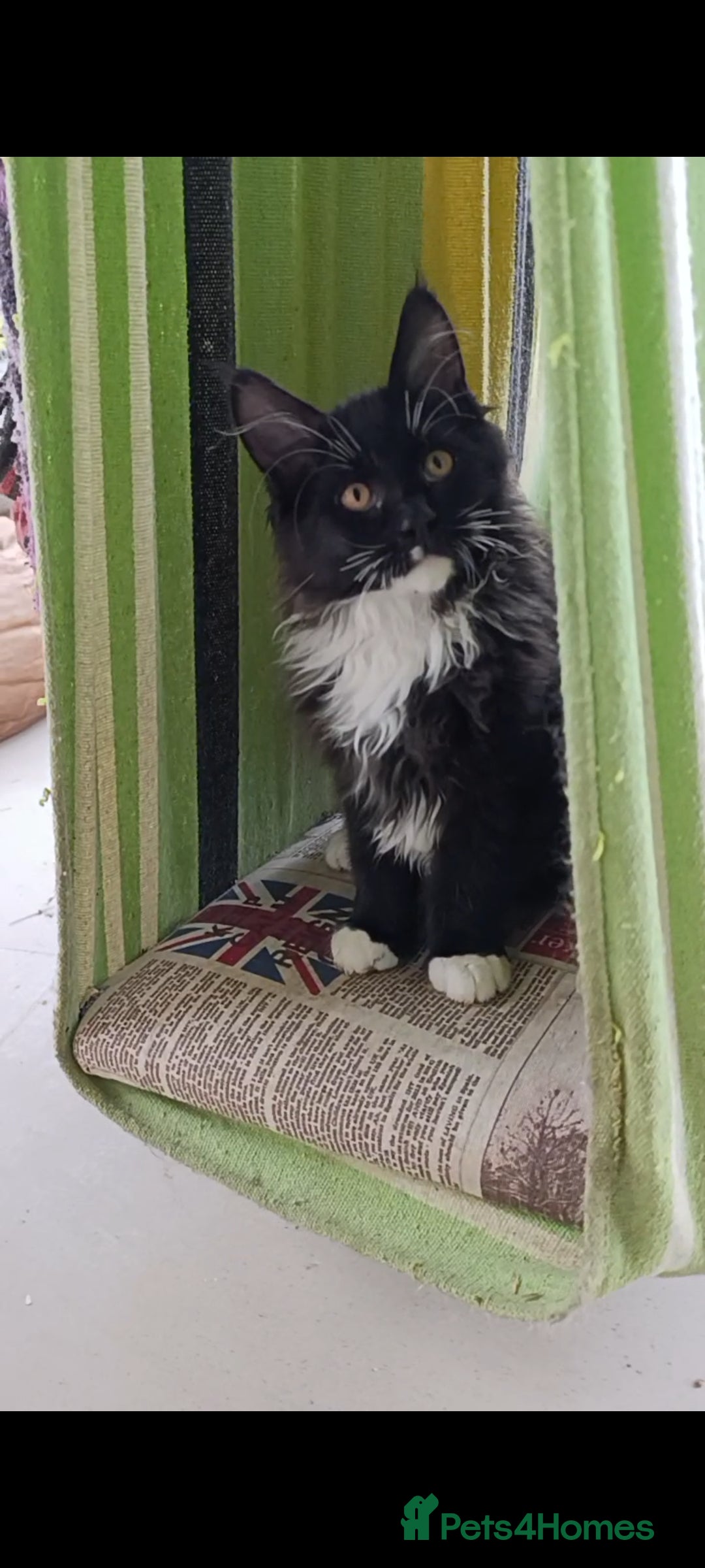 Maine Coon cats for sale: Maine-Coon kittens  - Image 25