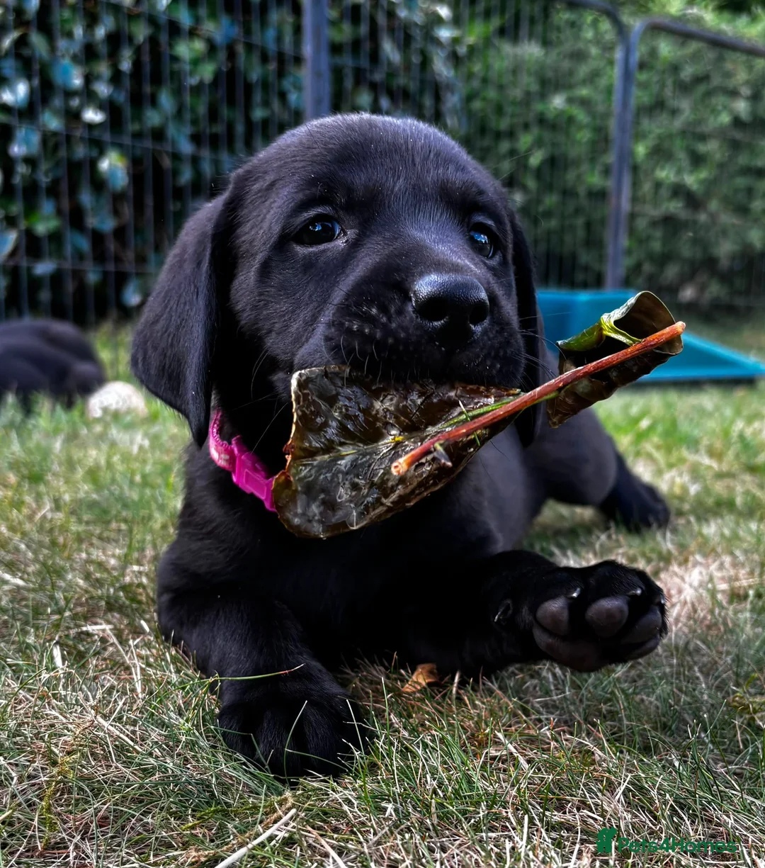 Labrador Retriever dogs for sale: KC Reg Puppies, FTCH Bred with versatility in mind - Advert 1