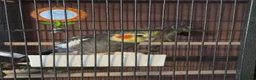 Cockatiels birds for sale: Male cockatiel  in Ripley - Advert 4