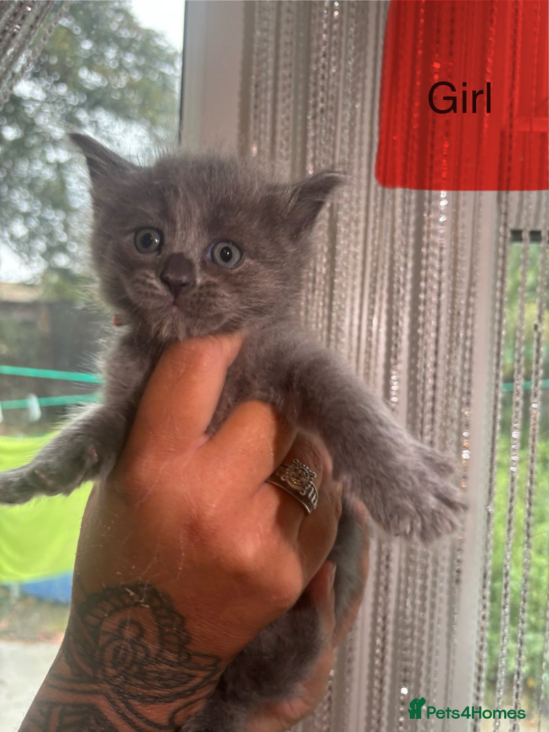 Ragdoll cats for sale: Half Ragdoll / maincoon kittens for sale  - Image 9