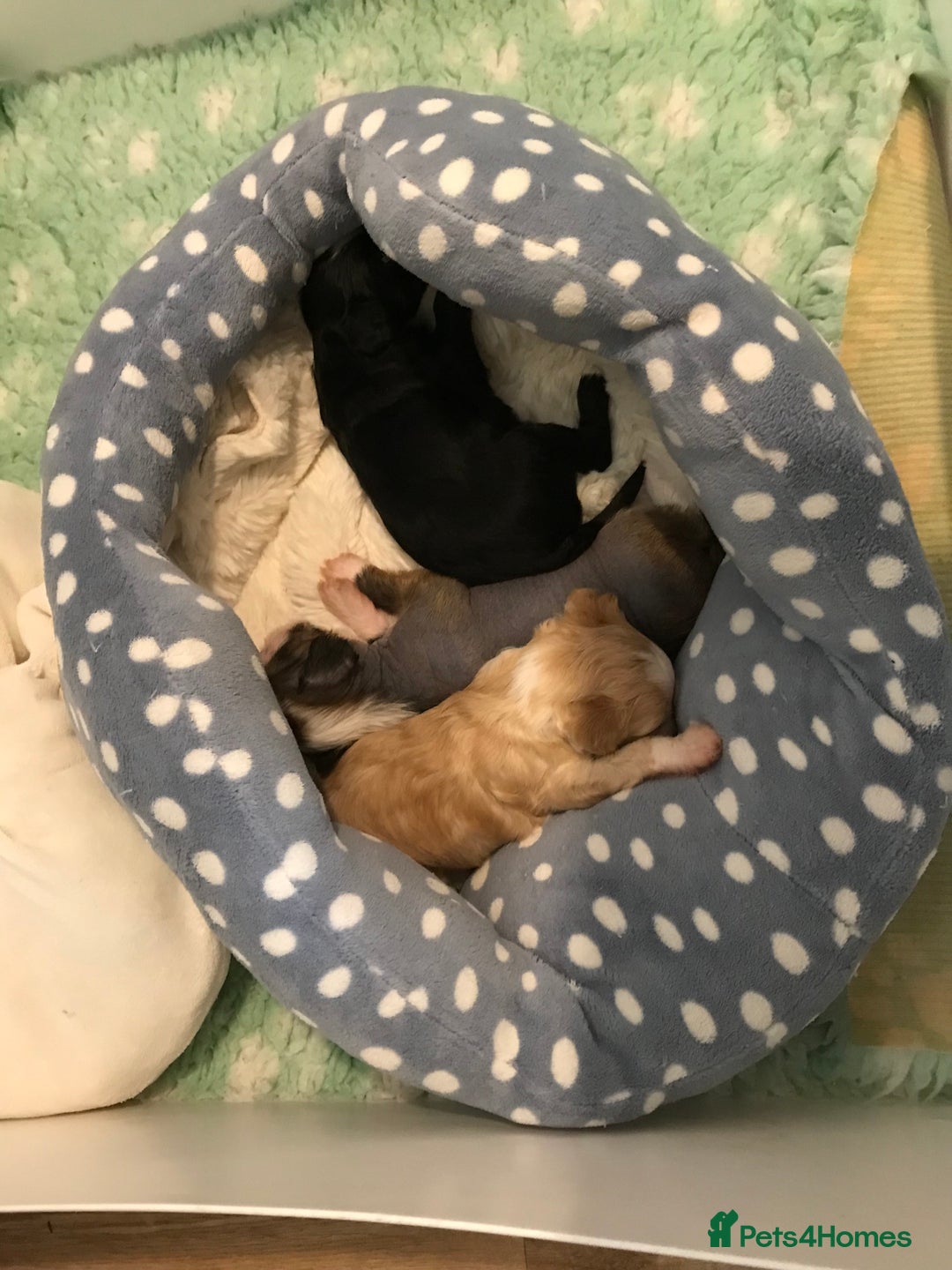 Chinese Crested dogs for sale: Chinese Crested puppies - Advert 24