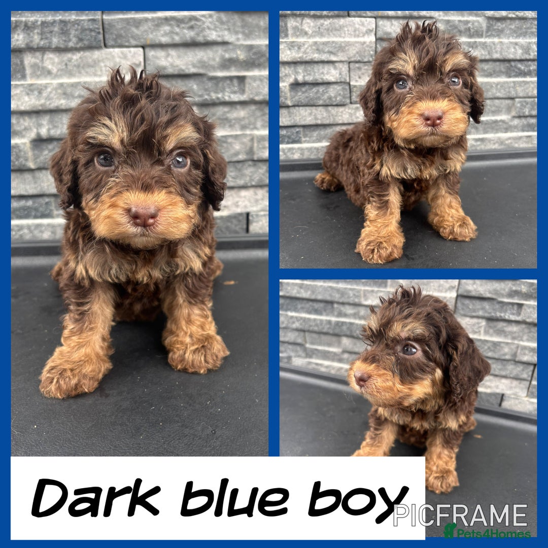 Cockapoo dogs for sale: 🩵💗OUTSTANDING F1 COCKAPOOS💓🩵 - Image 4