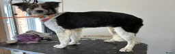 Mixed Breed dogs for adoption: Astor, currently residing in East Sussex in Hailsham - Advert 4