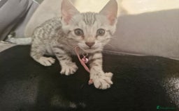 Bengal cats for sale: Rare Snow Genetic & Health Tested Bengal Kittens - Image 12