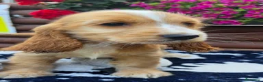 Cocker Spaniel 4