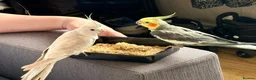 Cockatiels birds for sale: Hand tamed cockatiel  - Advert 3