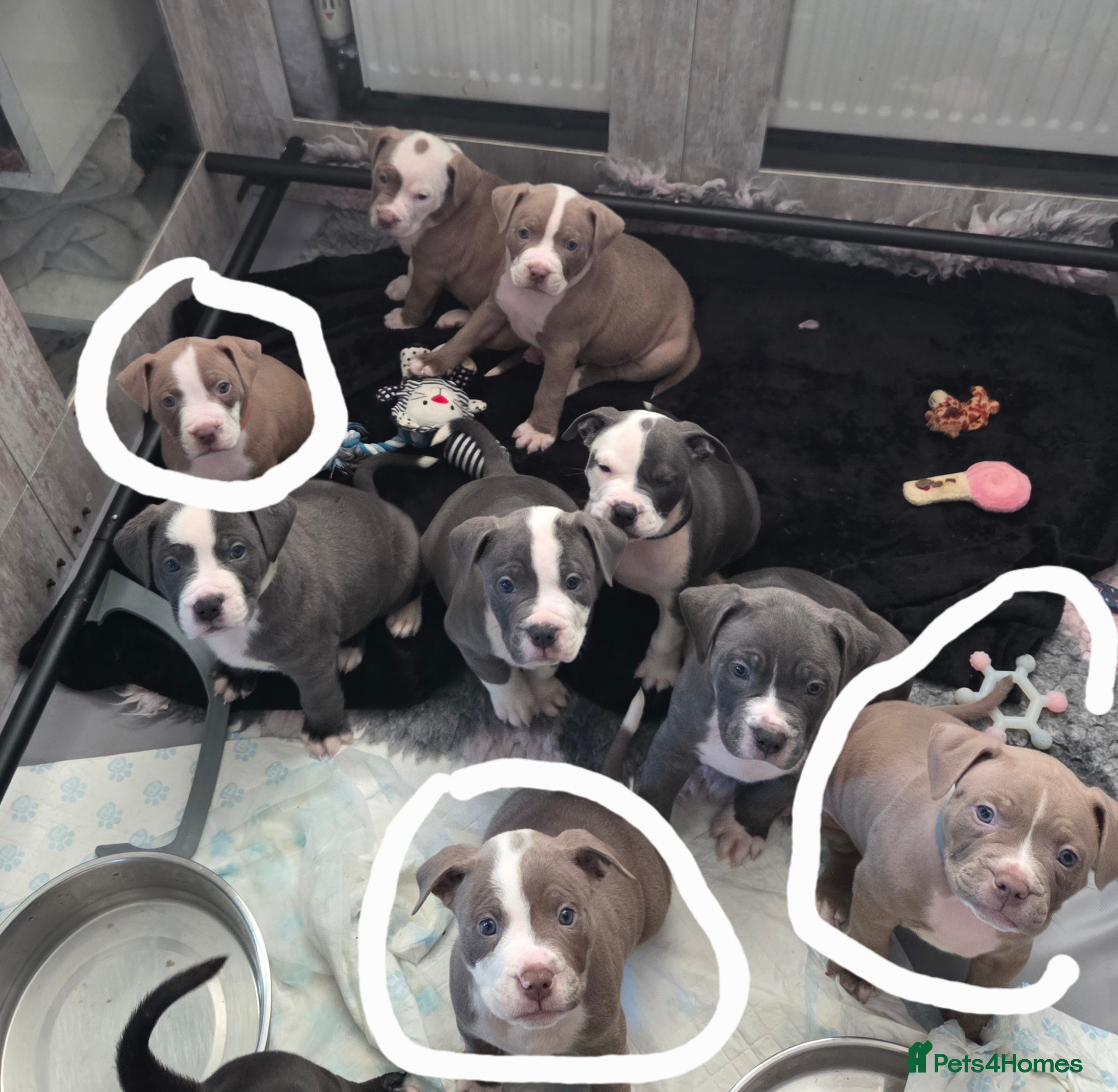 Mixed Breed dogs Old english bulldog cross american bulldog 😍❤️  - Advert 11